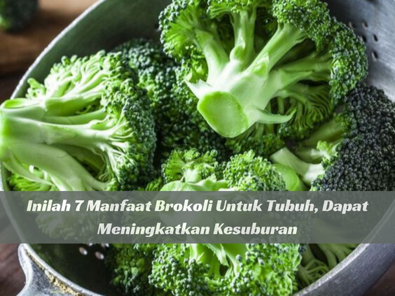 Brokoli Dapat Meningkatkan Kesuburan Rahim Cek Di Sini Manfaat Lainnya