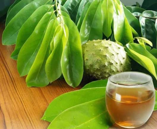 Dapat Meredakan Peradangan, Ini 7 Manfaat Rebusan Daun Sirsak bagi Kesehatan