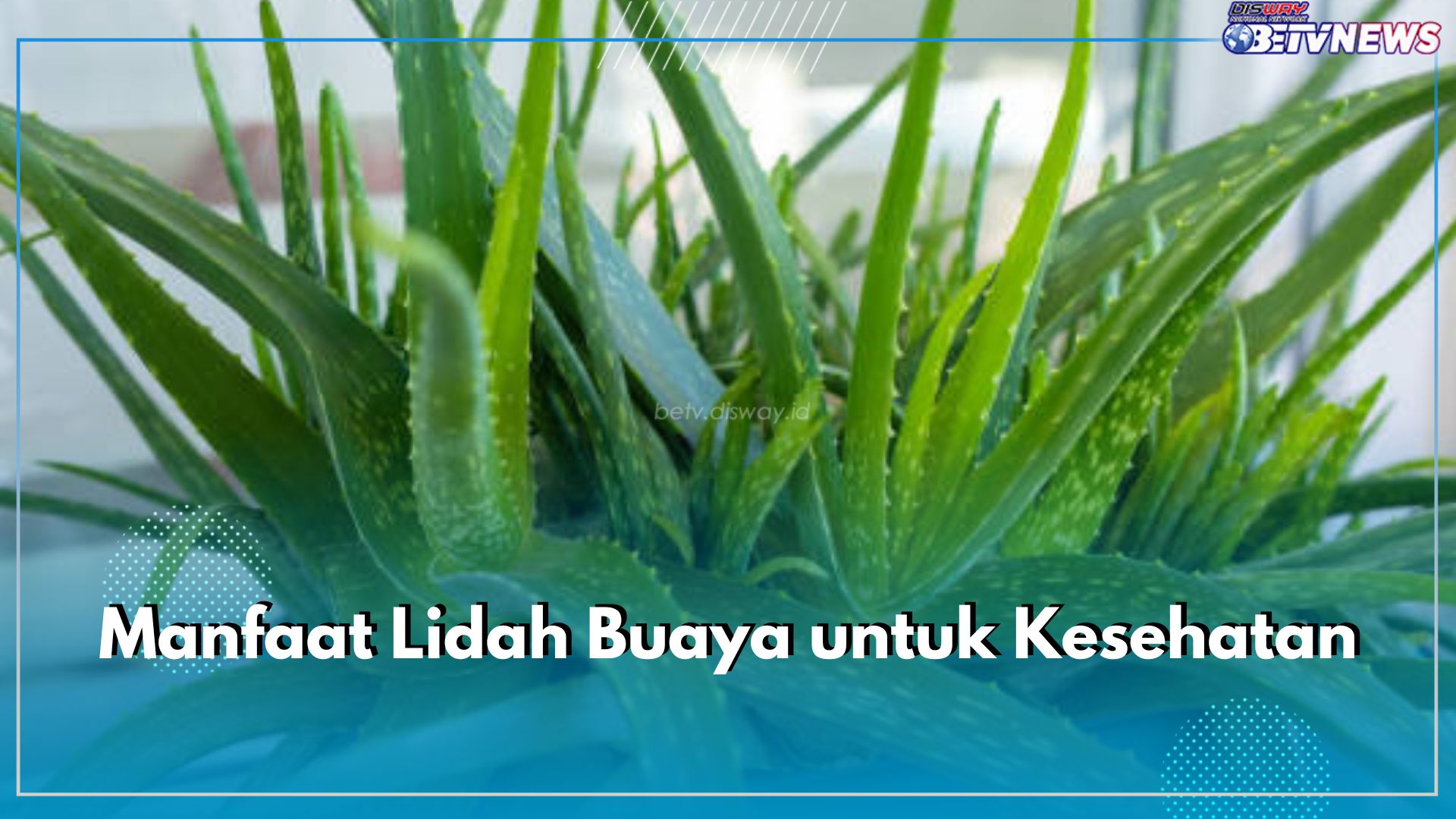 Cek 10 Manfaat Lidah Buaya untuk Kesehatan, Mengurangi Jerawat hingga Menyembuhkan Luka Bakar