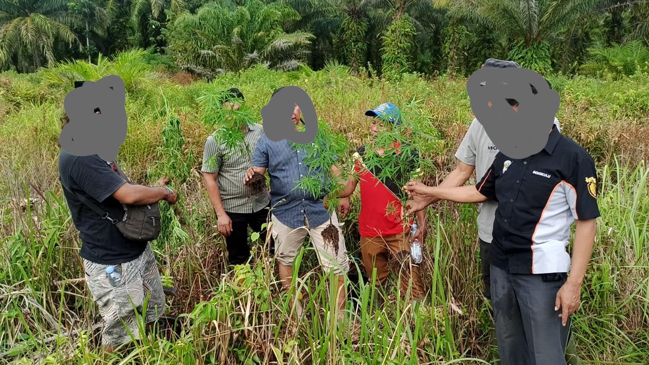 Polisi Temukan Tanaman Ganja di Desa Pasar Seluma