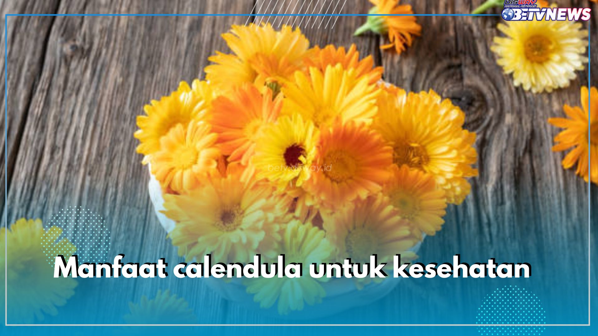 Manfaat Calendula yang Jarang Orang Tau, Baik untuk Kesehatan Tubuh dan Organ Vital