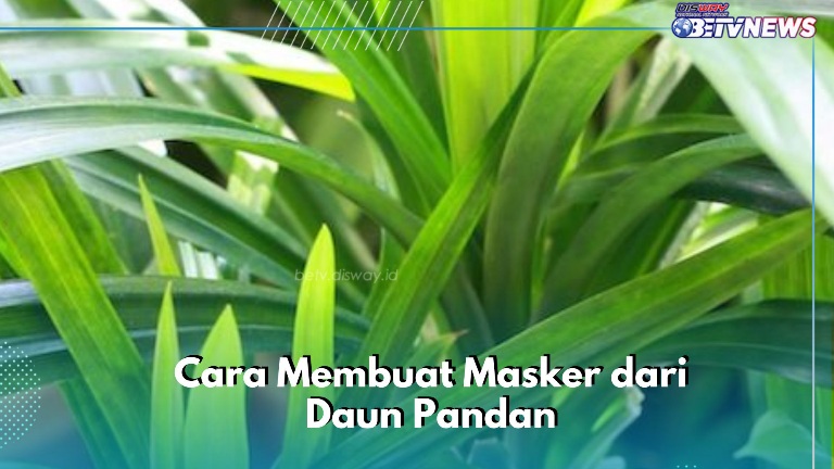 Cek Olahan Daun Pandan Jadi Masker Ini, Bikin Kulit Sehat Terawat Alami, Ini Caranya