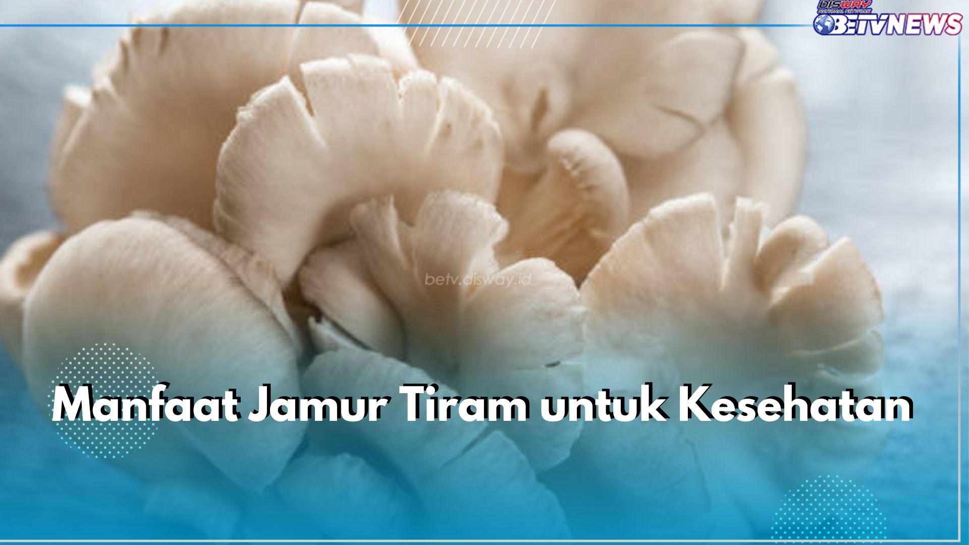 Suka Jamur Tiram? Ternyata Ini 5 Manfaat yang Ditawarkan untuk Kesehatan Tubuh