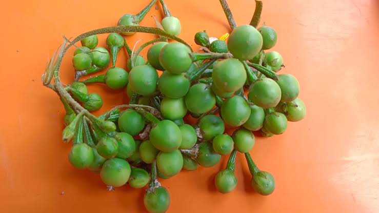 Buah Cepokak Ampuh Mengatasi Rabun Jauh, Begini Cara Mengolahnya Sebagai Obat Tradisional