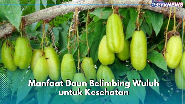 7 Manfaat Daun Belimbing Wuluh yang Sayang Dilewatkan, Salah Satunya Ampuh Mengecilkan Pori-pori