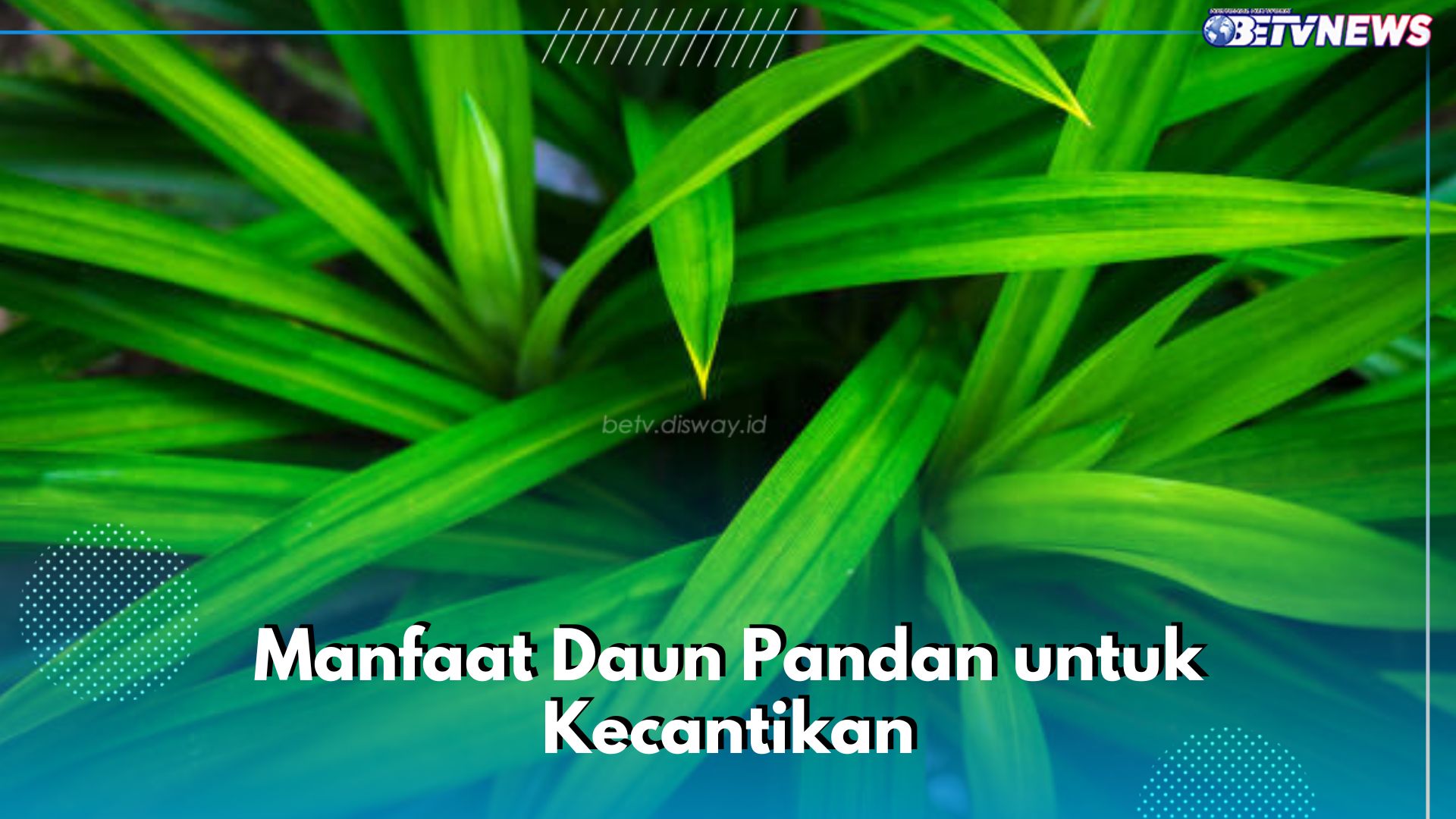 Raih Kecantikan Alami pada Kulit dengan Daun Pandan, Cek 5 Manfaatnya di Sini!