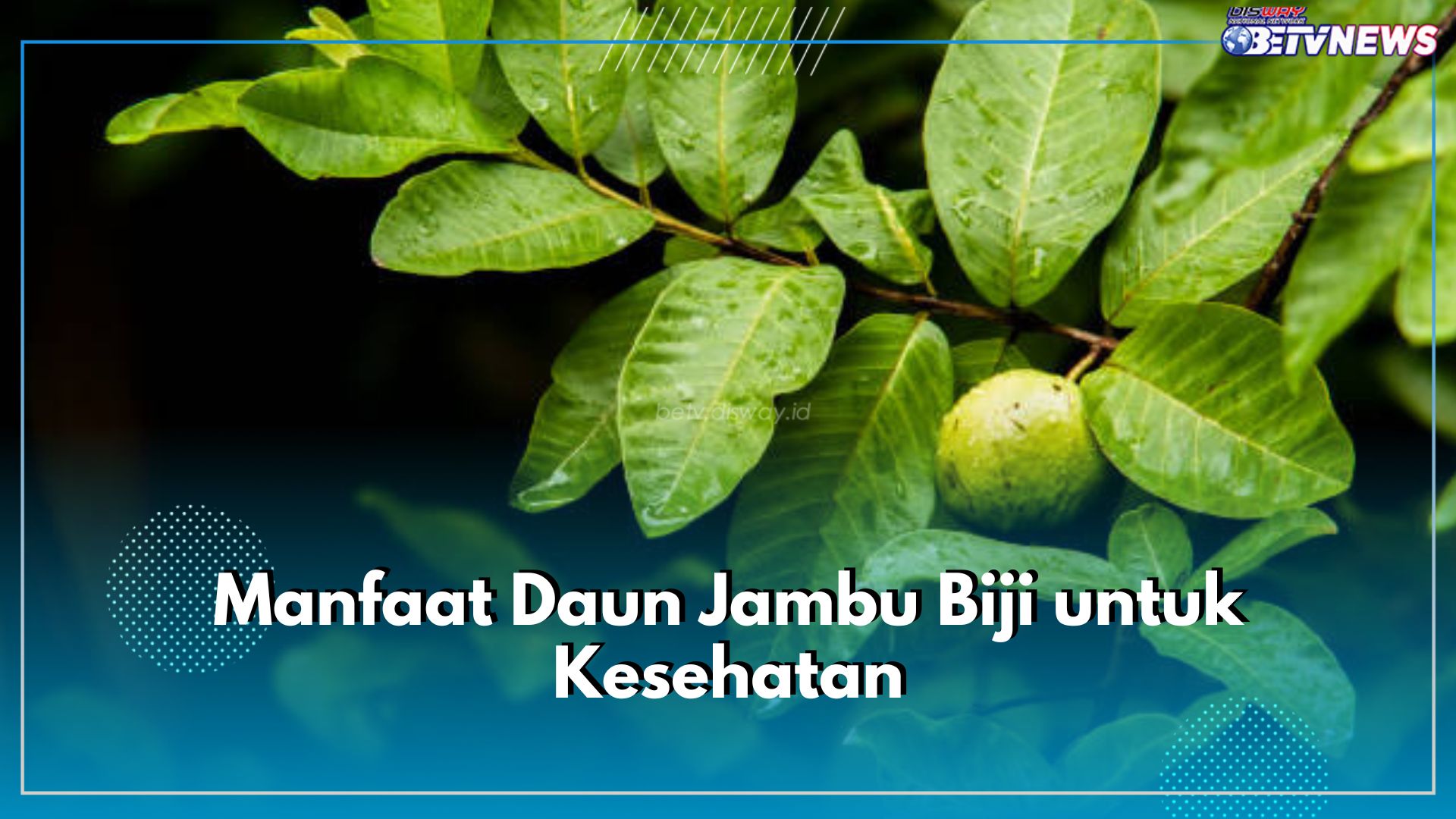 Bukan Cuma Obat Diare, Ini 6 Manfaat yang Ditawarkan Daun Jambu Biji untuk Kesehatan