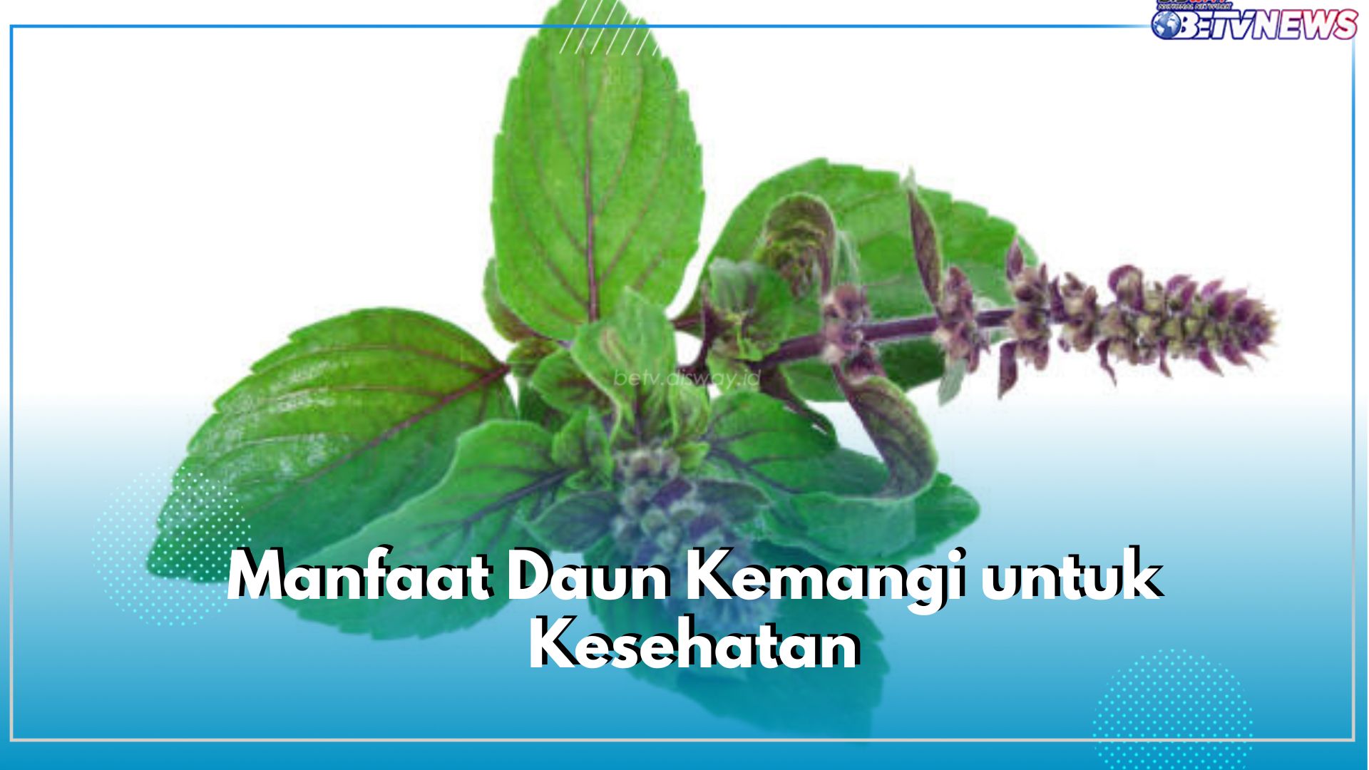 6 Manfaat Daun Kemangi untuk Kesehatan, Bisa Bantu Atasi Gangguan Lambung