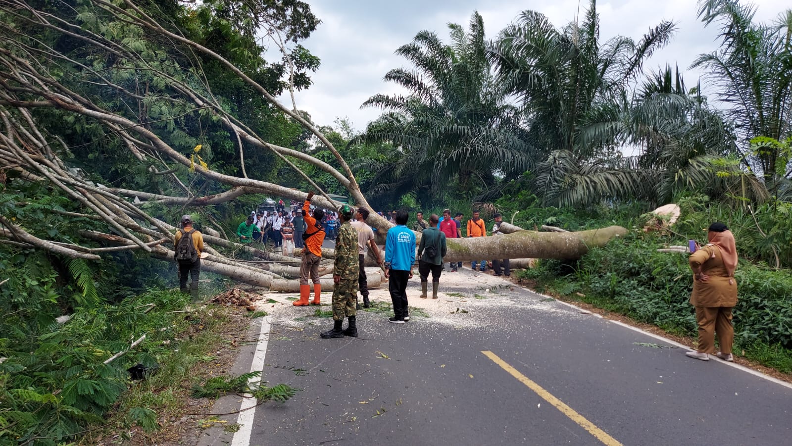 Lagi, Pohon di Kawasan Liku Sembilan Dipangkas