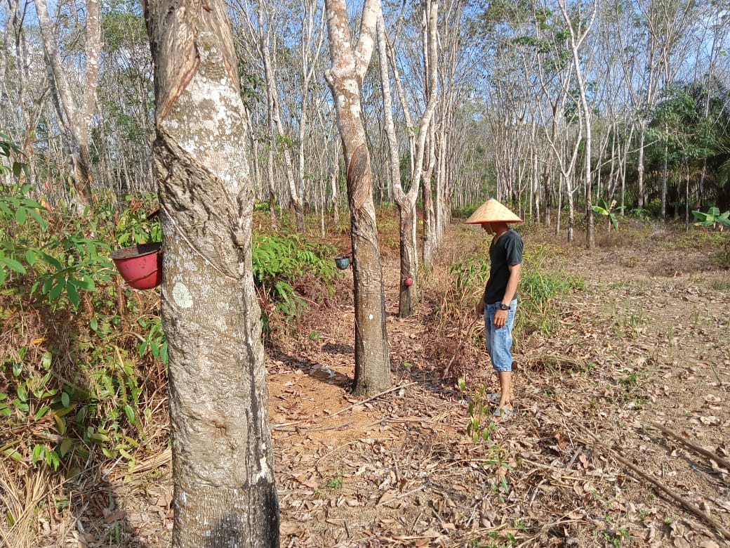 Musim Kemarau, Petani Karet di Seluma Keluhkan Hasil Getah Menurun