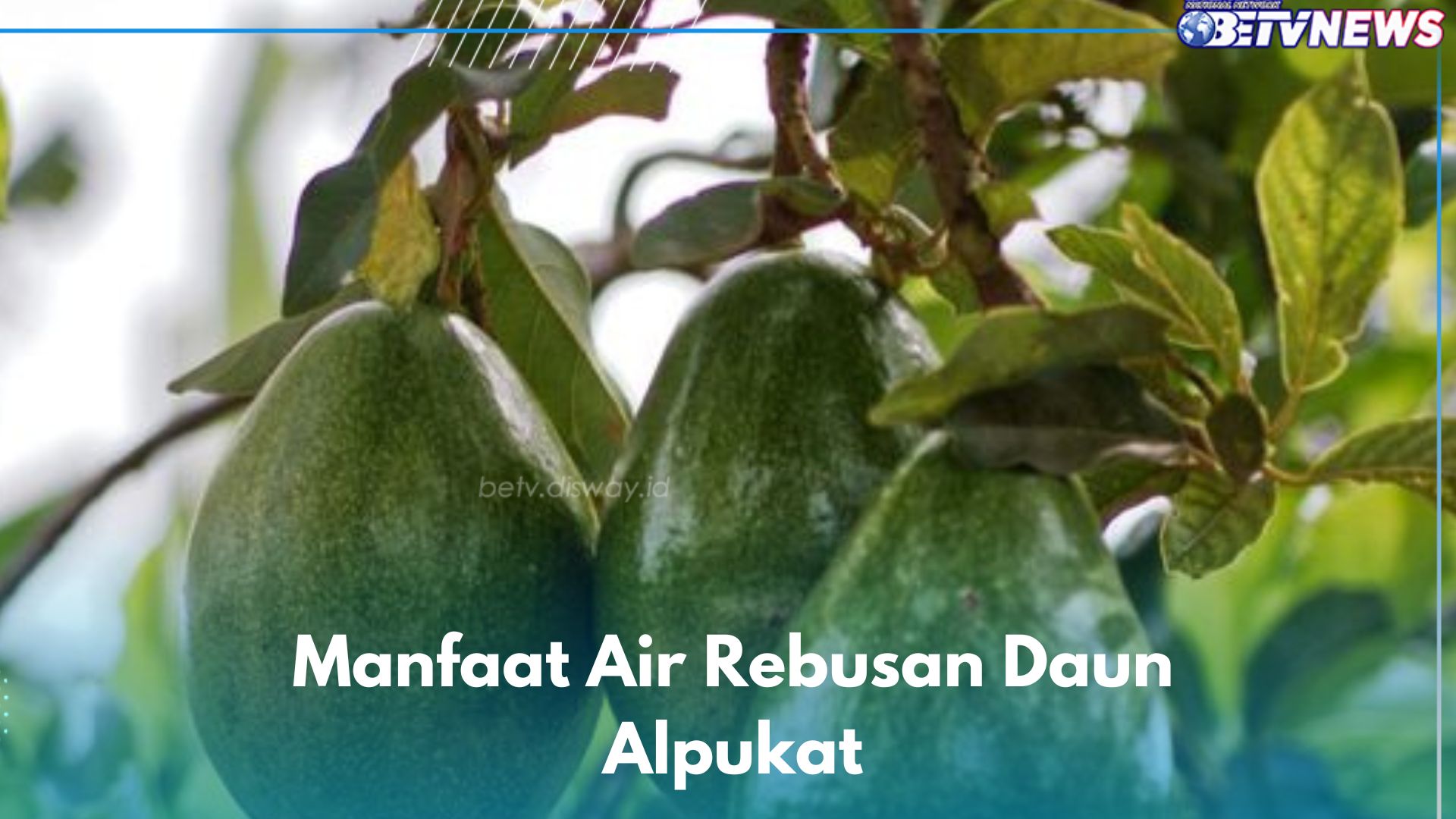 Air Rebusan Daun Alpukat Ampuh Mengatasi Nyeri Punggung, Cek Manfaat Lainnya di Sini