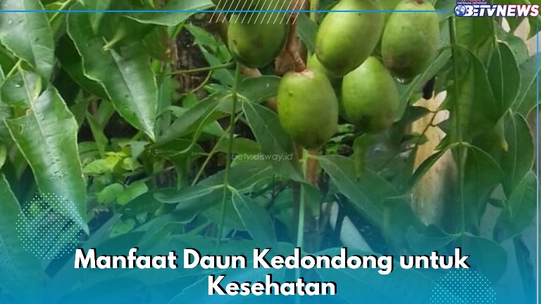 Ini Manfaat Lain Daun Kedondong, Dipercaya Dapat Meningkatkan Sistem Kekebalan Tubuh