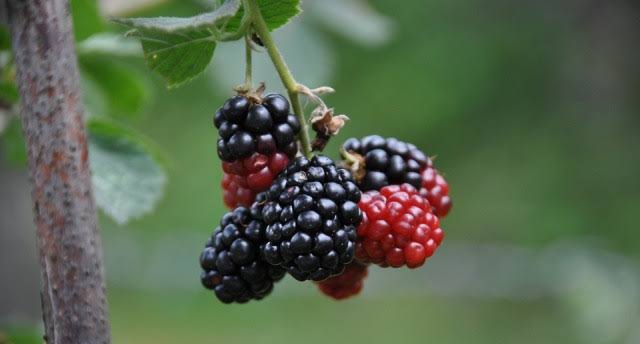 Sebagai Bahan Alami, Buah Murbei Sering Digunakan untuk Kecantikan, Cek Manfaatnya di Sini!