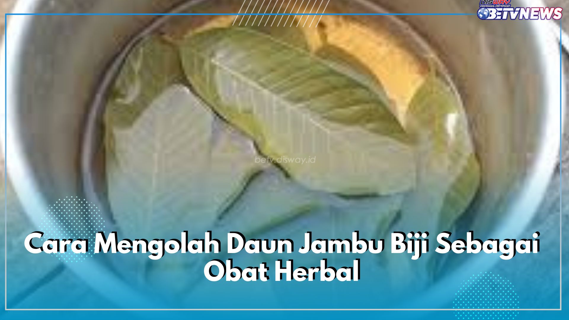 5 Cara Mengolah Daun Jambu Biji Sebagai Obat Herbal, Mujarab Digunakan Mengatasi Masalah Pencernaan