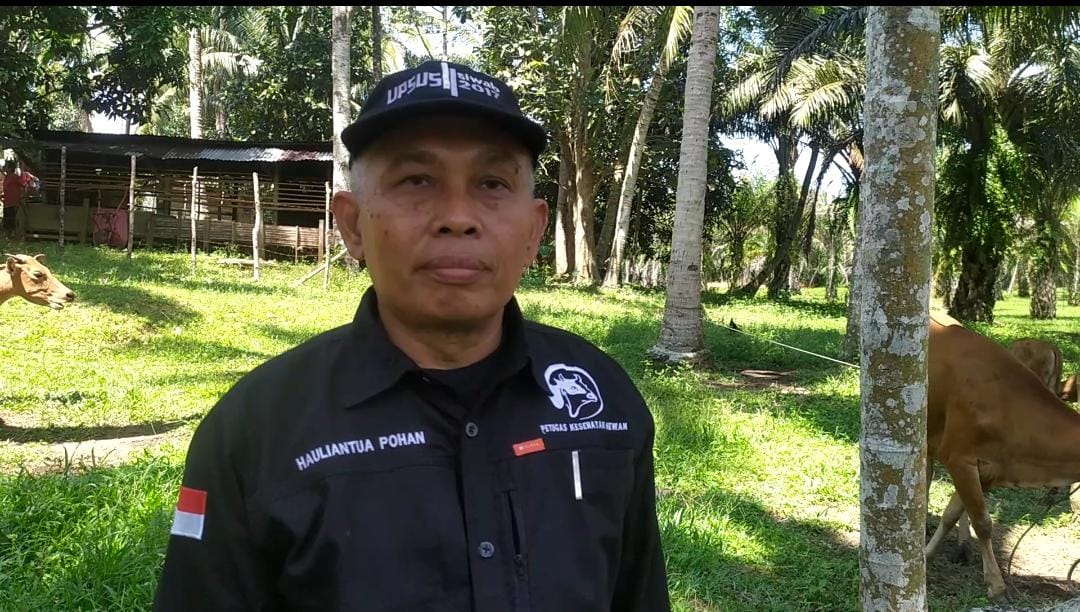 Waspada Kasus PMK, 67 Sapi di Kota Bengkulu Terjangkit 