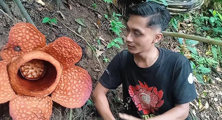 Bunga Rafflesia Gadutensis Mekar Sempurna di Bengkulu Utara
