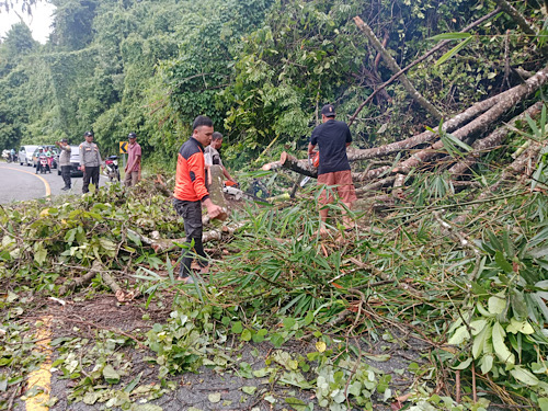 Rumah Rusak dan Jalan Lintas Tertutup Pohon Tumbang Imbas Angin Topan di Kaur