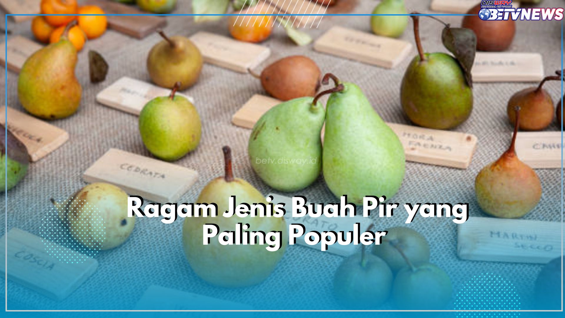 Tentukan Favoritmu! Kenali Ragam Jenis Buah Pir yang Paling Populer, Apa Saja?