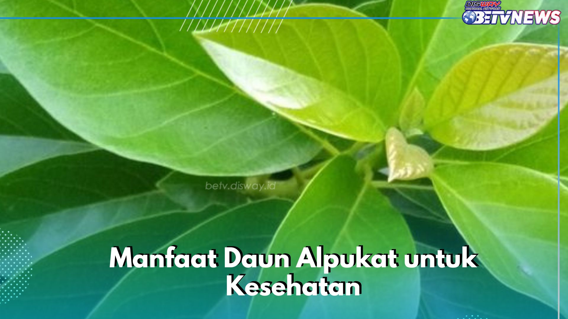 Cek Manfaat di Sini! Daun Alpukat Dipercaya Dapat Menjadi Obat Jerawat