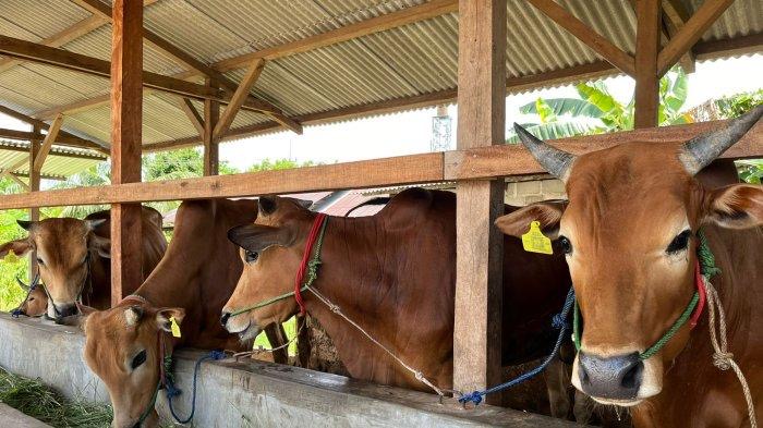 Jelang Idul Adha, Harga Sapi Kurban di Seluma Mulai Rp17 Juta