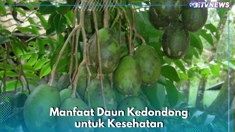 Daun Kedondong Bisa Mengempukkan Daging, Cek Manfaat yang Ditawarkan di Sini