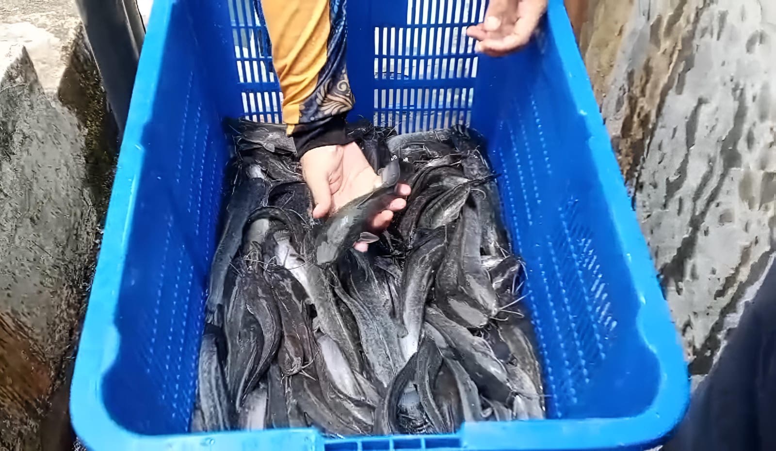 Bantu Penuhi Kebutuhan Protein, DKP Kota Bengkulu Jual Lele dan Bibit Murah di BBI