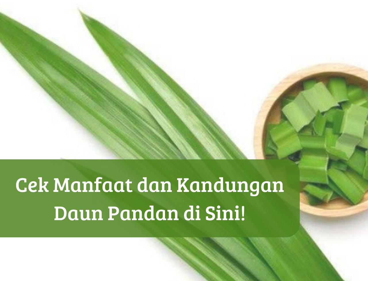 Daun Pandan Baik untuk Kesehatan, Cek Manfaat dan Kandungannya! Tak hanya Harum Ternyata Ampuh Redakan Stres?