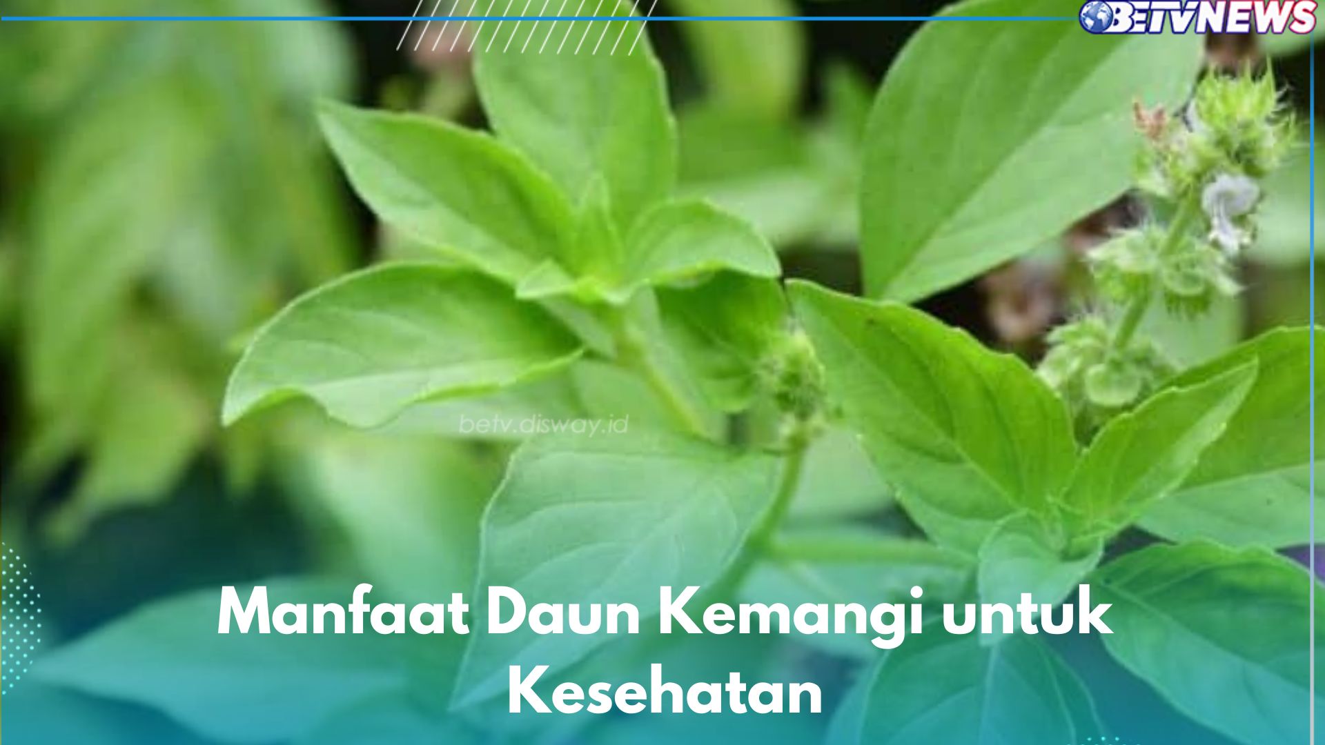 7 Manfaat Daun Kemangi Untuk Kesehatan, Dipercaya Ampuh Menurunkan Gula ...