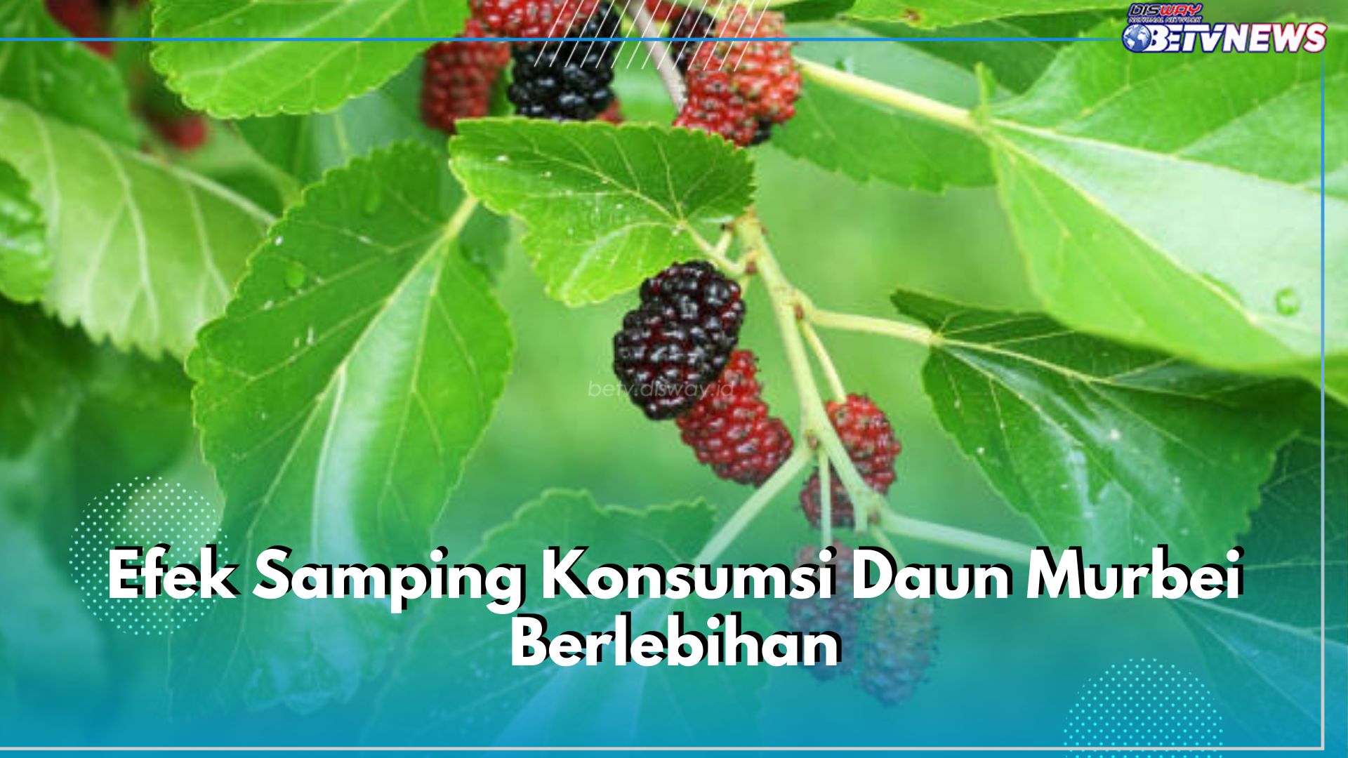 Awas! Ini 6 Efek Samping Konsumsi Daun Murbei Berlebihan, Bisa Sebabkan Dehidrasi