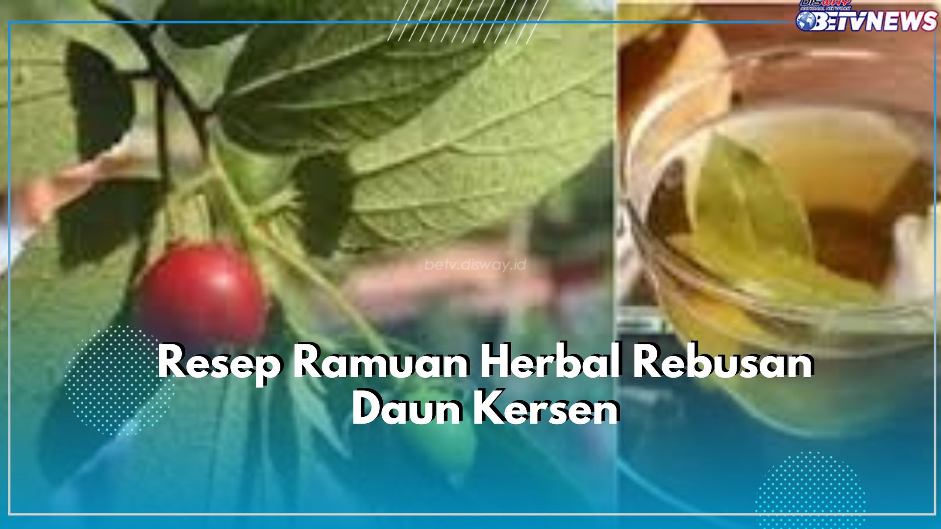 Bisa Dicoba Dirumah! Ini Dia Resep Ramuan Herbal Rebusan Daun Kersen, Baik untuk Menjaga Kesehatan