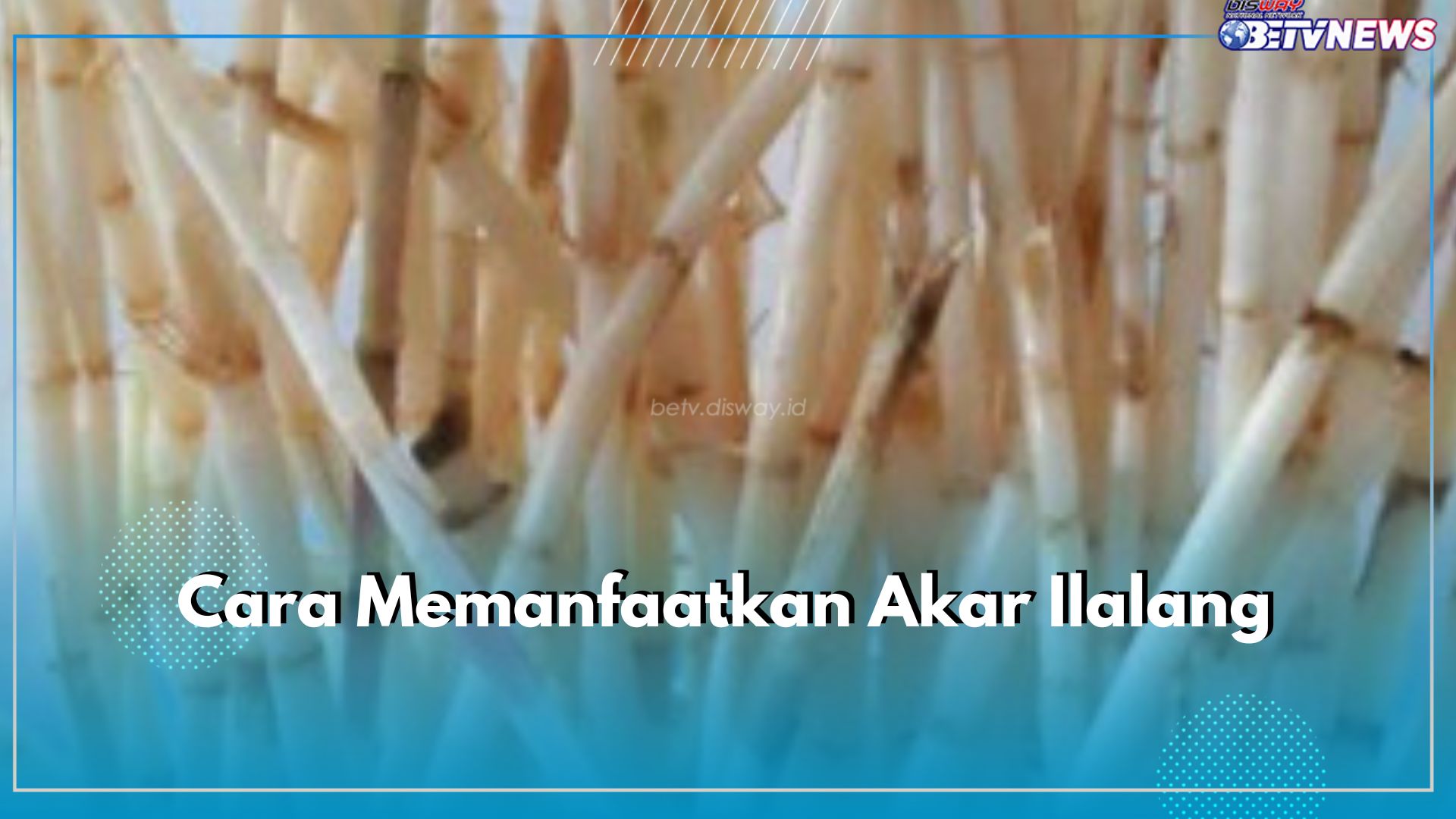 5 Cara Memanfaatkan Akar Ilalang, Obat Herbal Menurunkan Demam dan Gangguan Saluran Kemih