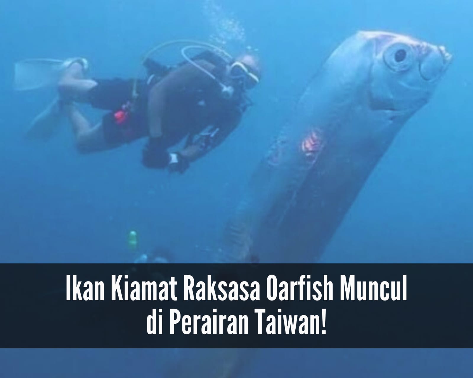 Oarfish Ikan Kiamat Muncul ke Permukaan Perairan Taiwan, Kenali Ciri-ciri hingga Habitatnya