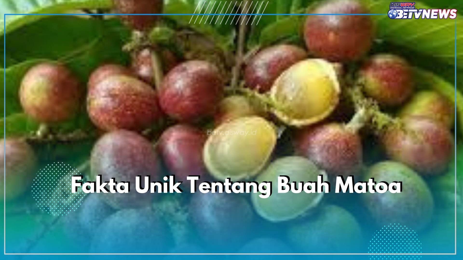 Wow Buah Matoa Milki 3 Rasa, Cek Fakta Uniknya Disini