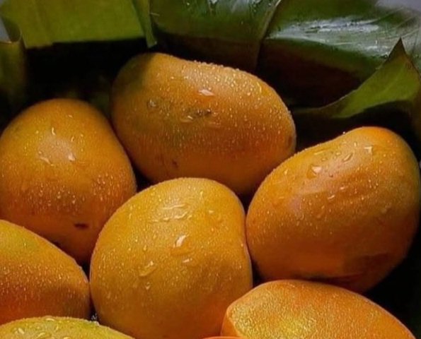 Buah Mangga Punya Efek Samping bagi Kesehatan, Cek di Sini! Hati-hati Berlebihan