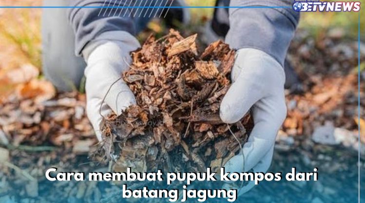 Pupuk Kompos Batang Jagung Bisa Suburkan Tanaman? Yuk Simak 8 Langkah Buatnya di Sini 