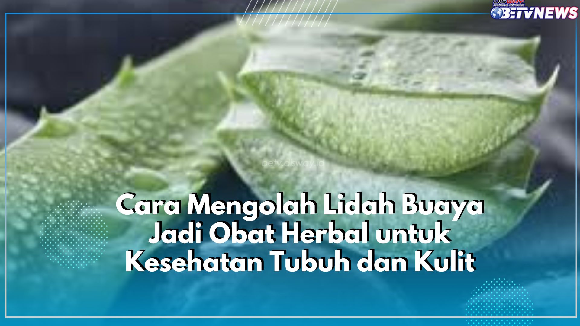 Tersimpan Manfaat Baik untuk Kesehatan Tubuh dan Kulit, Ini Cara Olah Lidah Buaya Jadi Obat Herbal