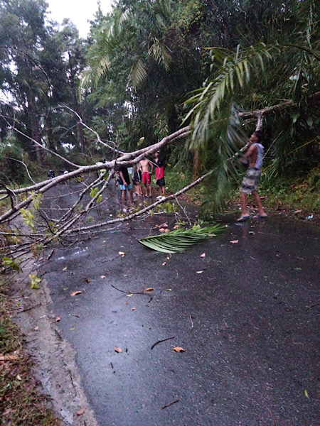 Pohon Tumbang Timpa Kabel PLN di Kaur Bengkulu, Listrik 2 Kecamatan Padam