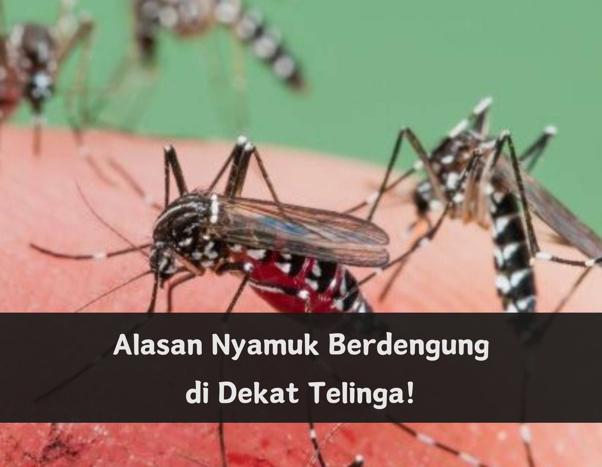 Bikin Kesal, Nyamuk Sering Berdengung di Dekat Telinga! Ternyata Karena Hal Ini