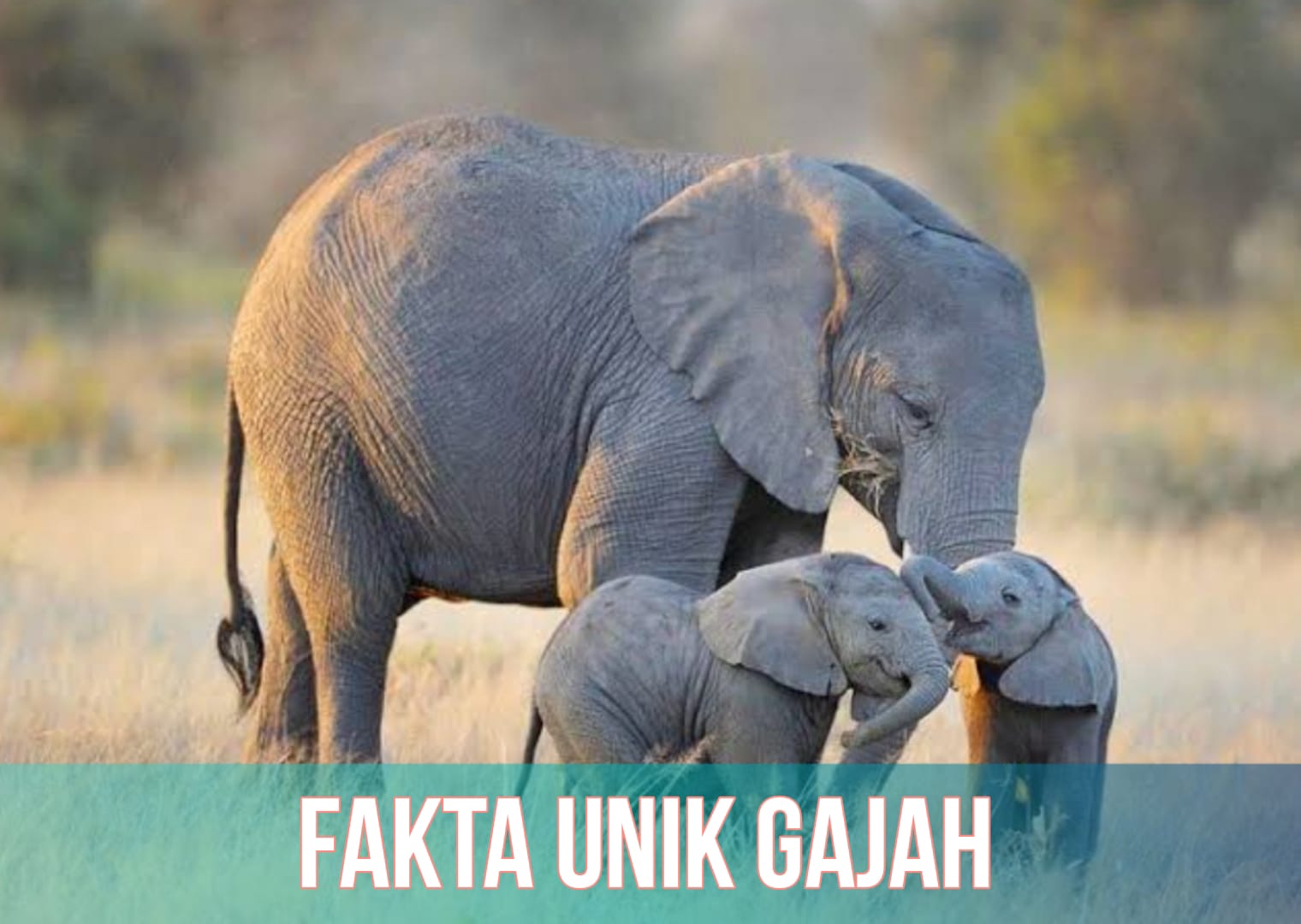 Hari Gajah Sedunia: 5 Fakta Unik Gajah, Ternyata Bisa Mendengar dari Kakinya
