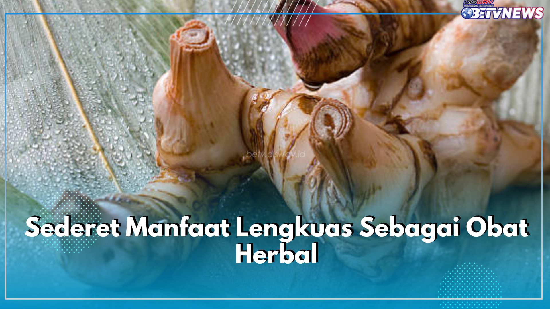 Dikenal Luas Sebagai Penyedap Masakan, Inilah Sederet Manfaat Lengkuas Sebagai Obat Herbal yang Bisa Diklaim