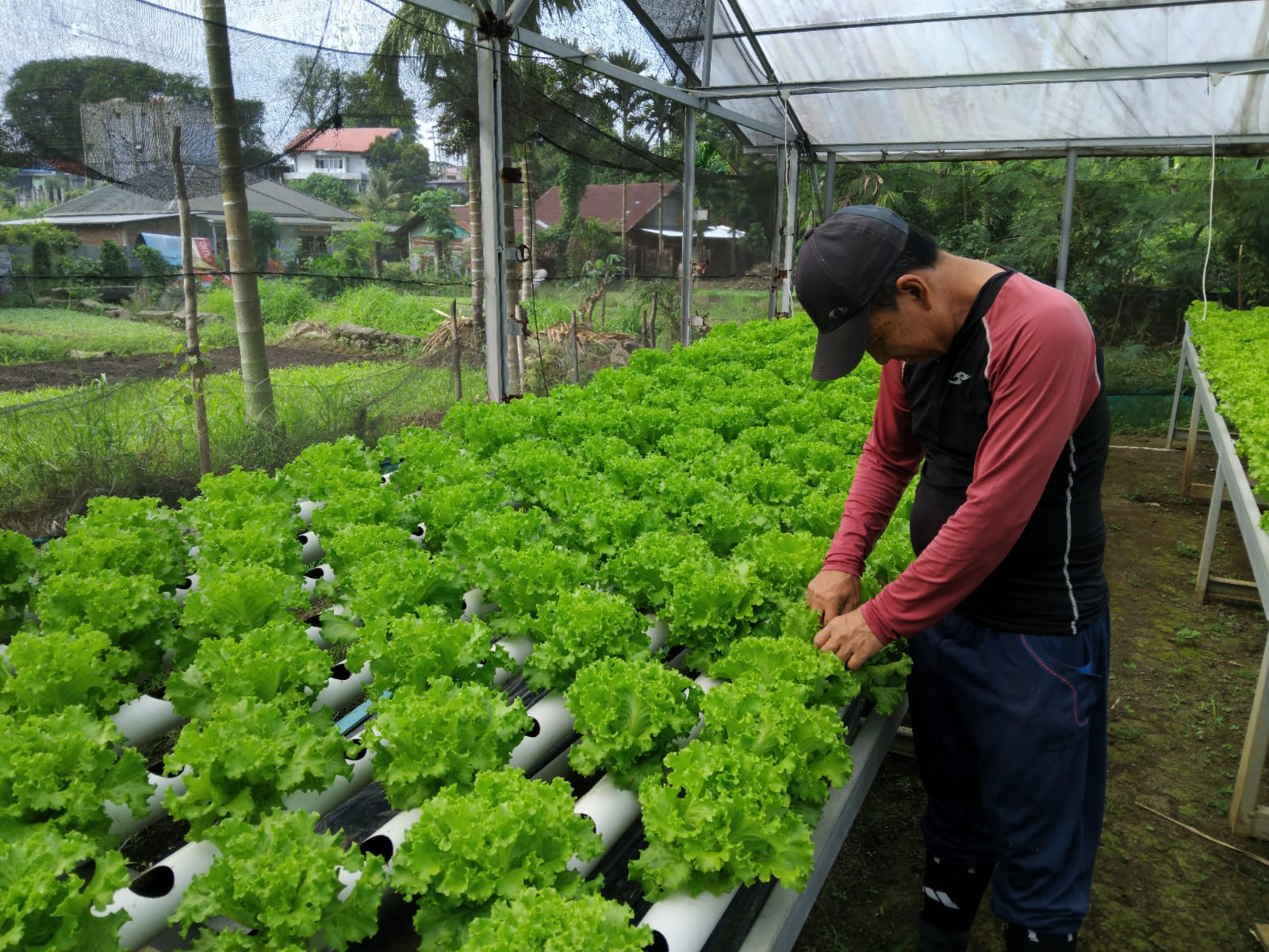 Dari Hobi Jadi Bisnis, Hydroponic Central Bengkulu Pasok Selada Segar untuk Pasar hingga MBG