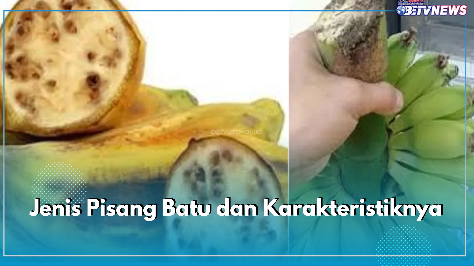 Jarang Diketahui! Inilah 6 Jenis Pisang Batu dan Karakteristiknya