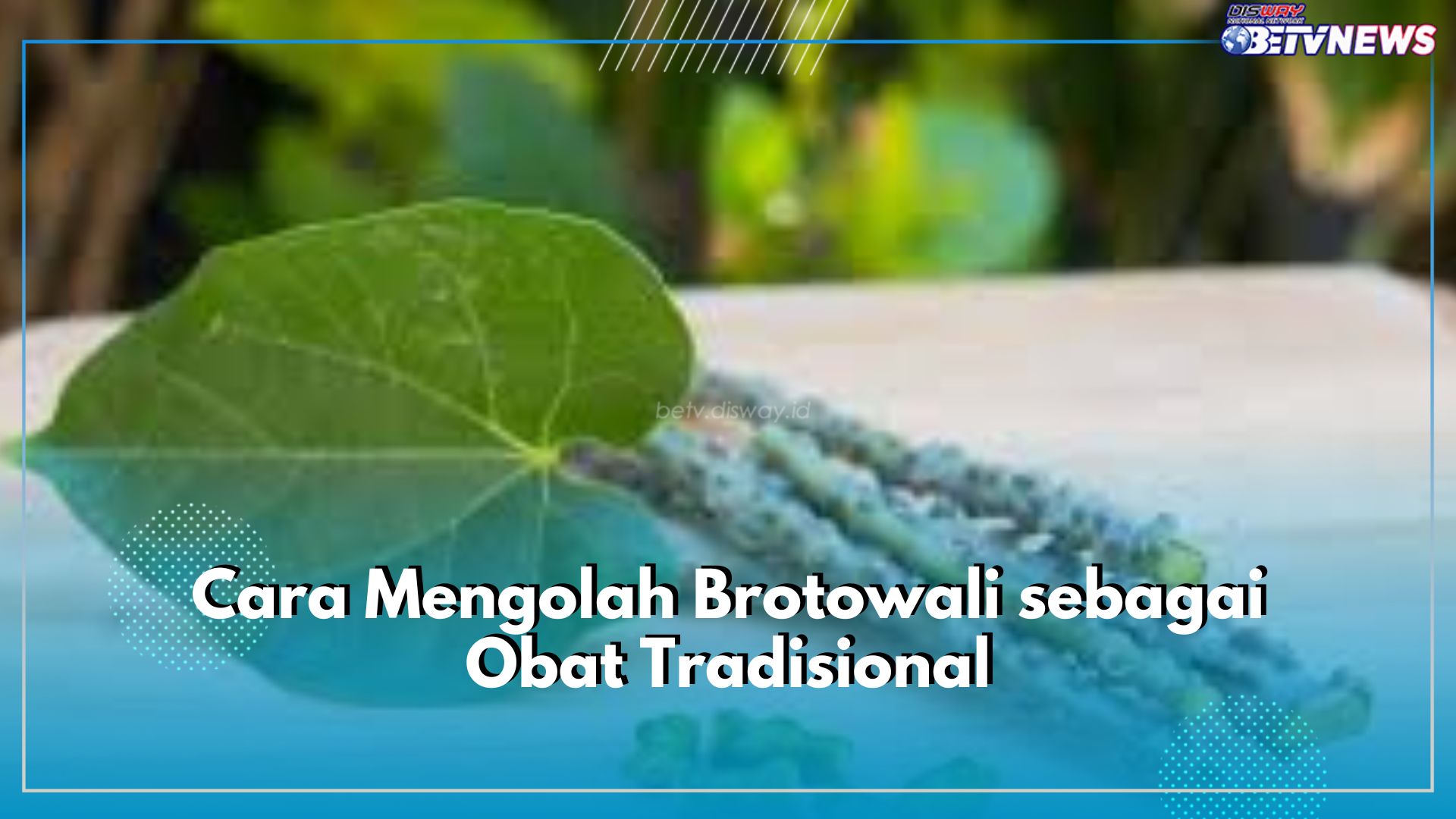 Ampuh Atasi Beragam Jenis Penyakit, Ini Cara Olah Brotowali sebagai Obat Tradisional