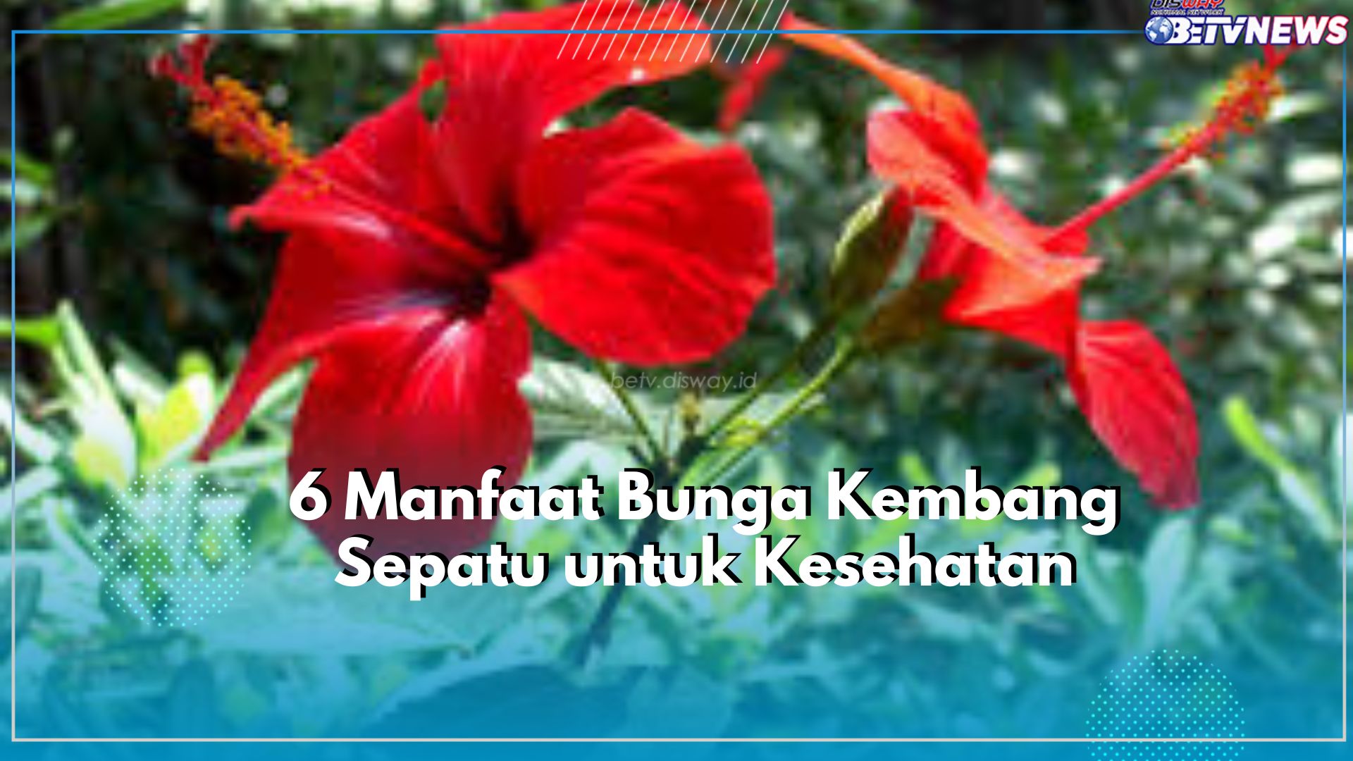 6 Manfaat Bunga Kembang Sepatu untuk Kesehatan, Salah Satunya Ampuh Redakan Nyeri!