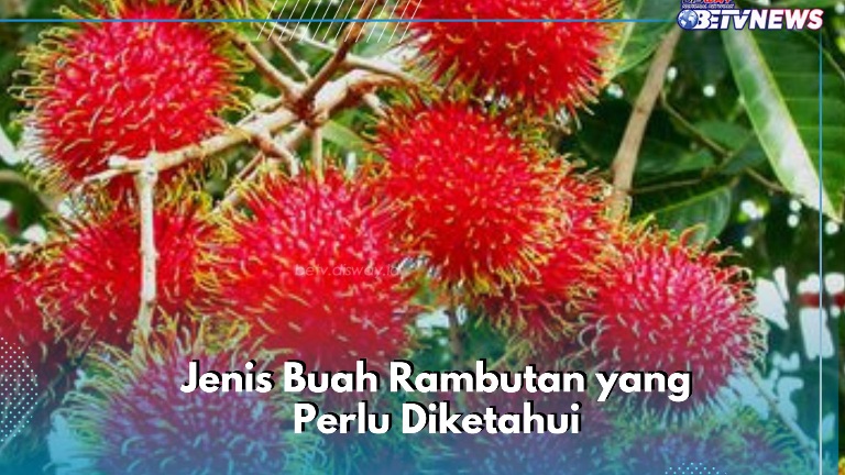 Jenis Buah Rambutan yang Jarang Diketahui, Manis dan Baik untuk Kesehatan