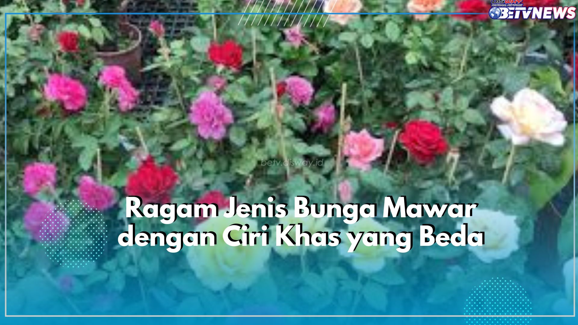 Kenali Ragam Jenis Bunga Mawar, Ada yang Paling Wangi hingga Paling Cantik, Cocok untuk Ditanam Dirumah