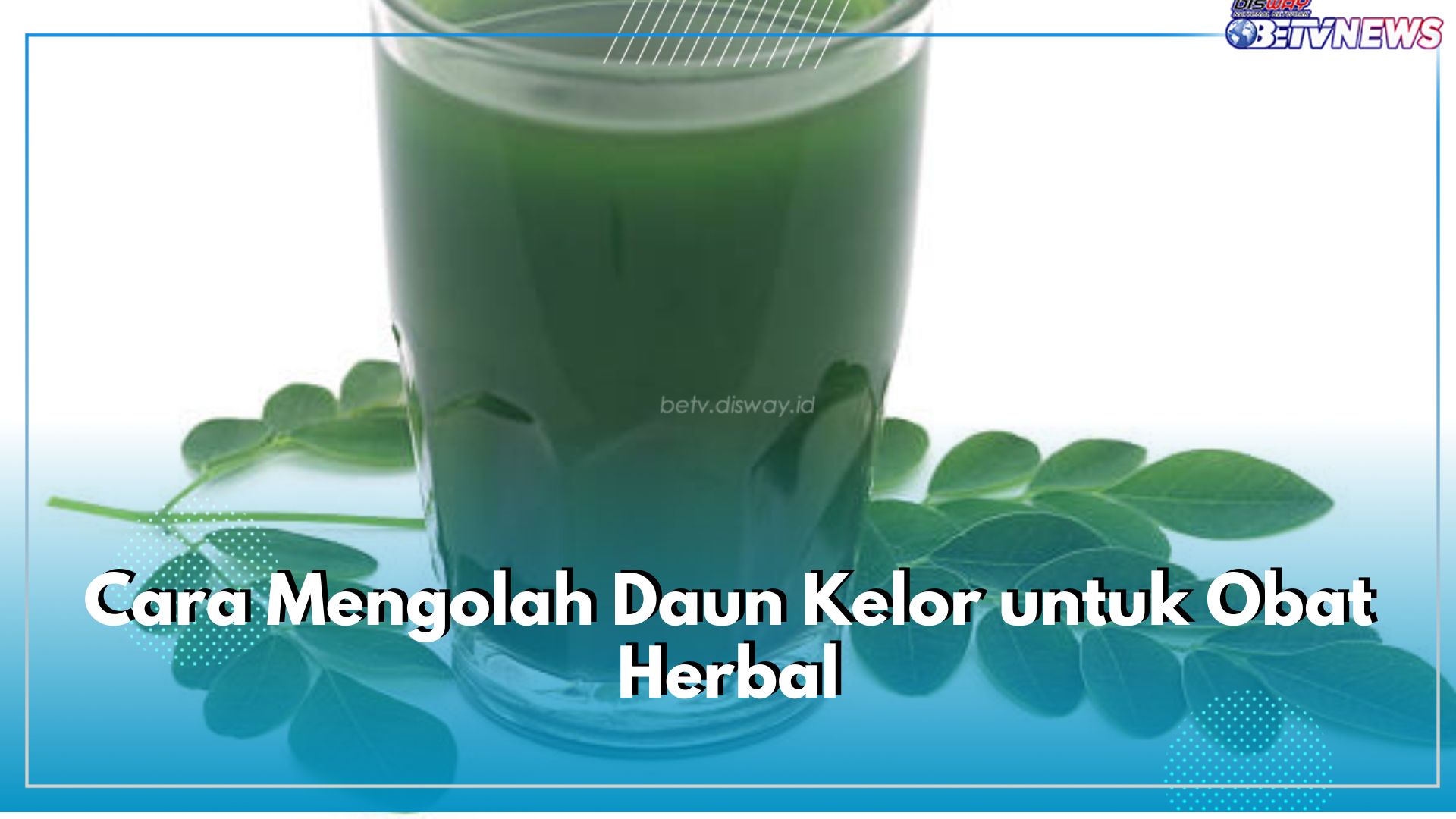 Catat! Ini 5 Cara Olah Daun Kelor untuk Obat Herbal, Ampuh Atasi Beragam Penyakit 