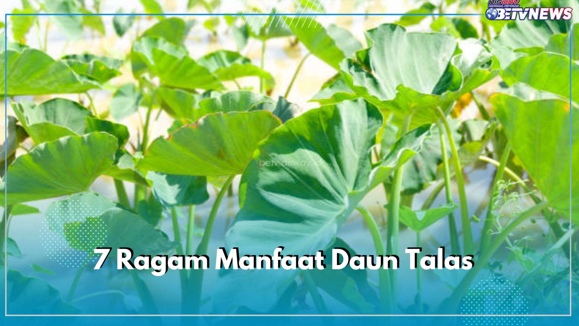 7 Ragam Manfaat Daun Talas, Salah Satunya Mencegah Sembelit