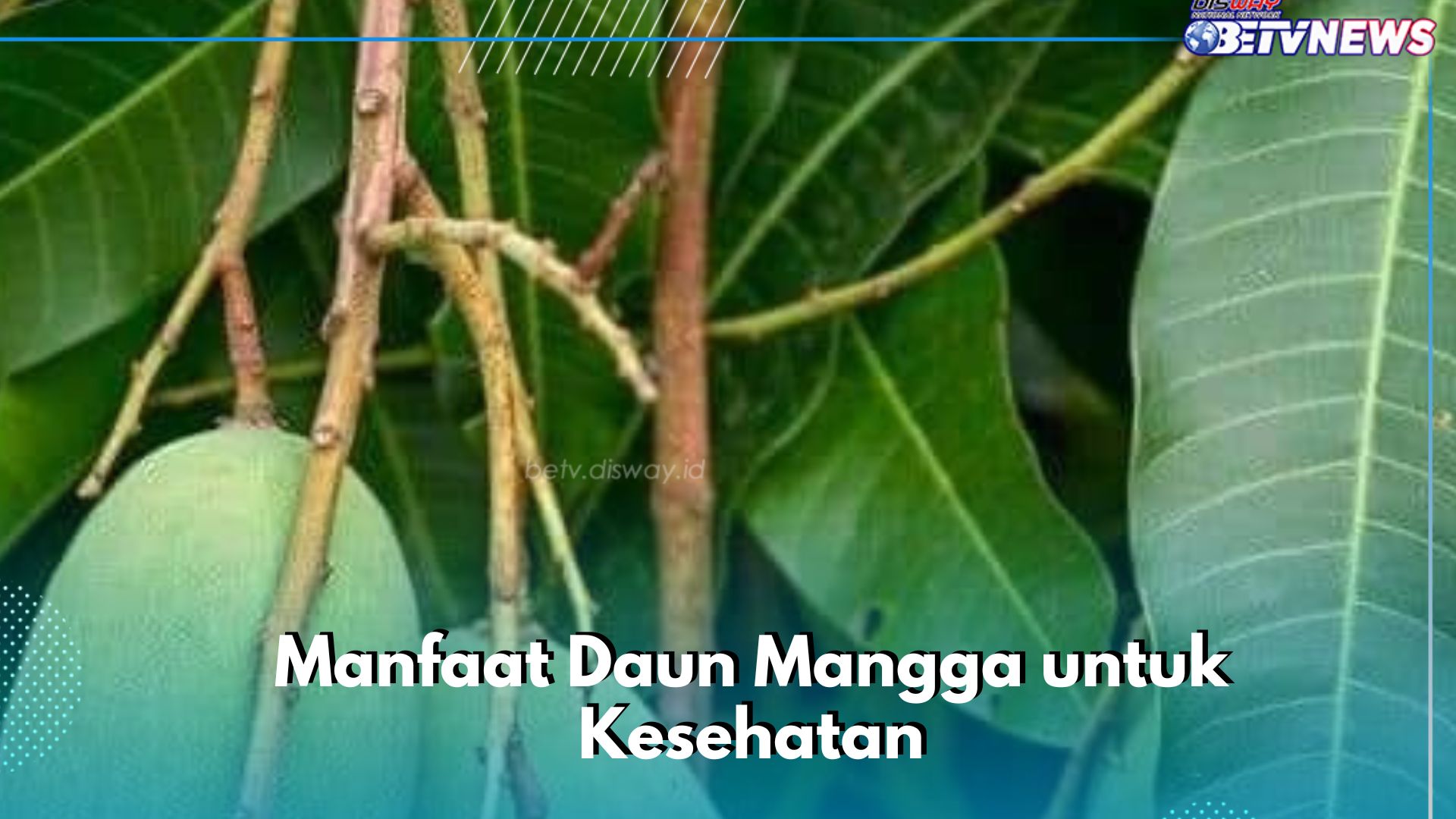 Cek Manfaat Ini! Daun Mangga Punya Sifat Antiperadangan, Baik untuk Kesehatan Tubuh
