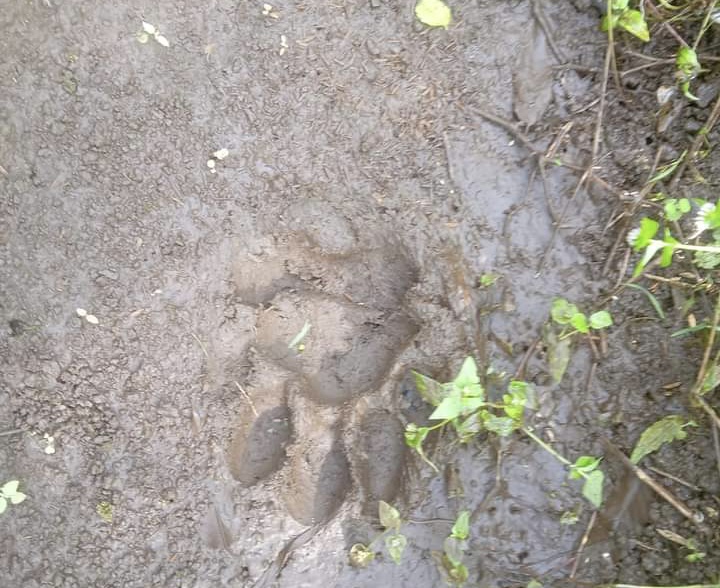 GEGER! Jejak Kaki Harimau Ditemukan di Kebun Warga Desa Sambirejo